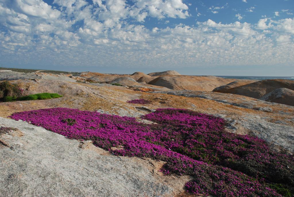 The Oystercatchers Haven At Paternoster Eksteriør bilde